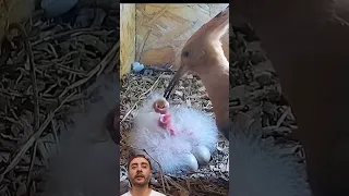 لحظة مذهلة الهدهد يطعم صغاره في مشهد لا ي نسى Shortsvideos 