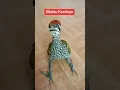 Lagu suara anakan burung pelatuk#short#shortvideo