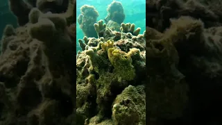 #seaslug #satisfying