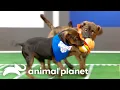 Adorable Highlights from Past Puppy Bowls Animal Planet