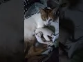 Download Lagu Kulfee Rani ka beby🙀 #viralvideo #cats #viralshort #beby #funny #viralvideos #viralreels