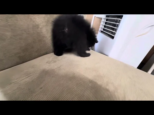 動画