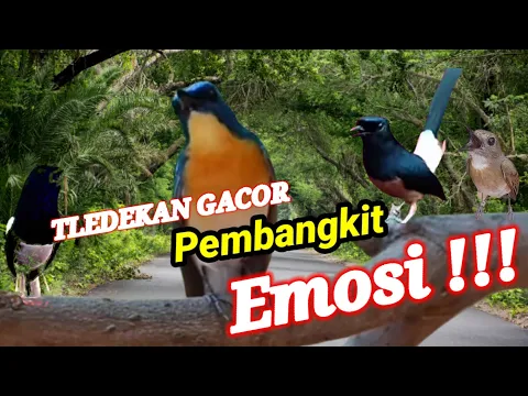 Download MP3 Masteran Tledekan Gunung Gacor Full Isian Tembakan, Juaranya Memancing Emosi Kacer Tledekan Gacor