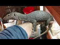Mangrove Monitor