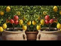 Download Lagu Grow Apple and lemon on the same tree successfully