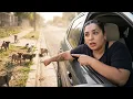 Why San Antonio s Stray Problem Is Worse Than You Think Riding Shotgun With Strays Amanda Alfaro