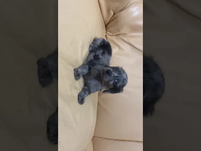 動画