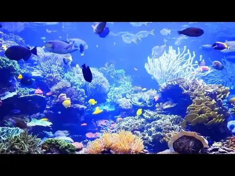 Download MP3 Fish tank relaxing music, zen, relaxation, well-being, relaxing and soothing coral reefs and fish