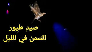 صيد طيور السمن في الليل ٢٠٢٢ 