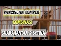 Download Lagu PANCINGAN SUARA WAMBI GACOR