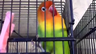 عشاق تغريد الفيشر احسن تغريد Said Ben Khlafa 