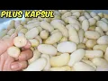 Download Lagu GURIH‼️PUNYA TAPIOKA DAN BAWANG BISA JADI PILUS KAPSUL RASA BAWANG