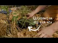 Download Lagu Tomaten uitplanten: dit moet je weten voor een goede oogst