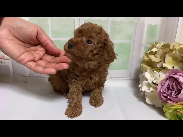 動画
