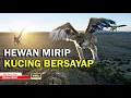 Download Lagu HEWAN MIRIP KUCING BERSAYAP | ALUR CERITA FILM
