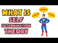 What is Self-Determination Theory Explained in 2 min
