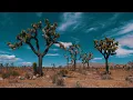 Relax Your Mind in Joshua Tree California - 8 Hours of 4k