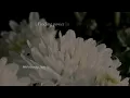An Introduction to the Universal Laws A Magical Journey Book Trailer