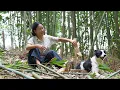 Download Lagu bamboo-tube rice 竹筒飯 | 隱居山野，砍竹造床，自製竹香四溢的竹筒飯~【鄉愁沈丹ShenDan】