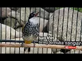 Download Lagu suara khas burung cucak bersisik