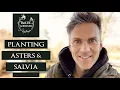 Download Lagu Planting asters. Planting Salvia. Aster novi belgii. Salvi Caradonna. Baltic Gardening