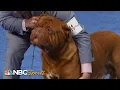 National Dog Show 2023 Working Group Full Judging NBC Sports