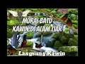Download Lagu Suara Burung MURAI BATU Kawin di alam liar #pancinganmuraibatucepatbunyi #pancinganmuraibatu