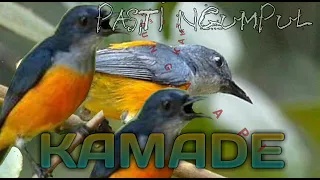 suara pikat kamade bunga api anti zonk 