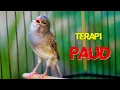 Lagu KENARI GACOR PANJANG SUARA JERNIH, TERAPI KENARI PAUD CEPAT BUNYI