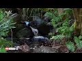 ACTIVATE your BRAIN | 40Hz Gamma Brain frequencies with relaxing ambient nature sounds
