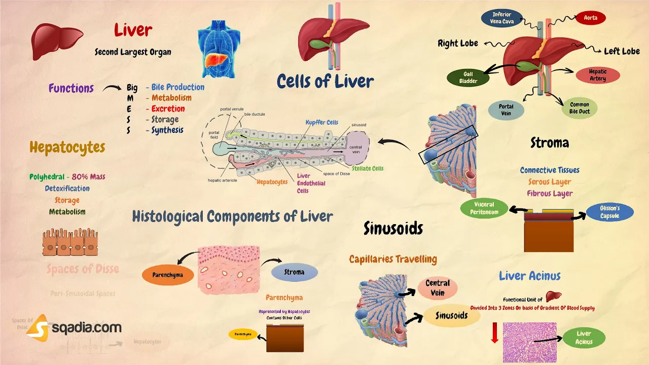 Histology of Liver | Histology of Liver | Hepatic Cell Anatomy | Digestive Histology