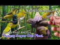 Download Lagu Suara Pikat Burung Sogon Ribut Kombinasi Pleci. 💯% Cepat Respon..