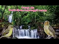 Download Lagu terapi Air ‼️ konin ijoan memanggil