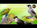 Download Lagu Suara pikat burung sirtu ribut ‼️kombinasi kutilang