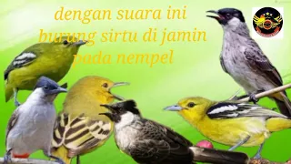 suara pikat burung sirtu ribut kombinasi kutilang