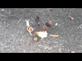 Heap s Giant Pumpkin Farm Minooka 10 10 2015 More chickens