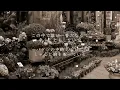 世界に一つだけの花 - SMAP