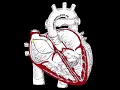 Download Lagu Sinus Tachycardia Animation (real speed)