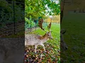 A surprise meet-up in Haarzuilens 🦌✨