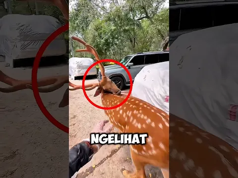 Bikin Bengek! Rusa Ini Nagih Garukin Gratisan Mulu! 🤣🦌