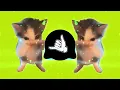 DJ KICAU KICAU KICAU MANIA SLOW VIRAL TIKTOK FULL SONG MAMAN FVNDY 2026 