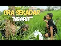 Lagu Ngarit Ning Sawah - Ora Sekadar Kerja Ana Piwulangan Urip Ep.1