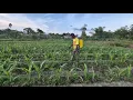 Download Lagu PERKEMBANGAN TANAMAN JAGUNG MANIS SETELAH PEMUPUKAN; BERKEBUN DAN BETERNAK DI TEPI HUTAN KALIMANTAN