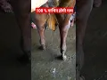 Download Lagu Good Signs of estrus in cow | Best time for A.I | गाय रिपीट नहीं करेगी #viral #ytshorts #heat #cow