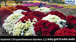 Kashmir Chrysanthemum Garden: 1.2 करोड़ फूलों से सजेगा कश्मीर |up| |world no.1|