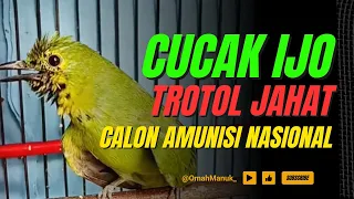 cucak ijo trotol jahat calon amunisi nasional
