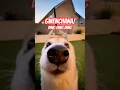 Download Lagu GWENCHANA! Deng Deng Deng 3️⃣ #cutenessoverload