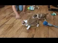 Boston Terrier Mix Puppies For Sale