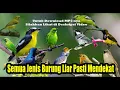 Download Lagu Suara Pikat Semua Jenis Burung Kecil, Pasti Mendekat Terbukti Ampuh (MP3)