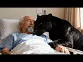 Lagu The black panther Visits His Dying Benefactor – What Happens Next Is Unbelievable